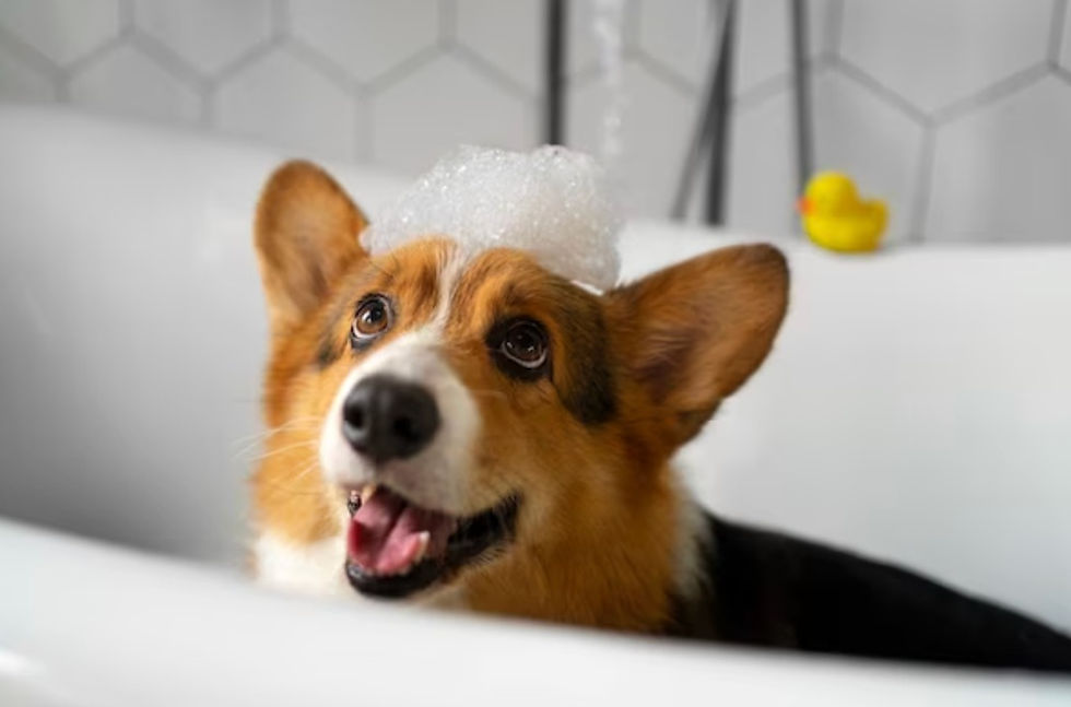 Dog taking a bath.