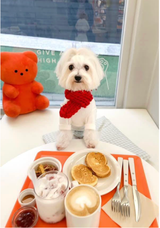 Bon Bon's Fur-tastic Destinations in South Korea 🇰🇷