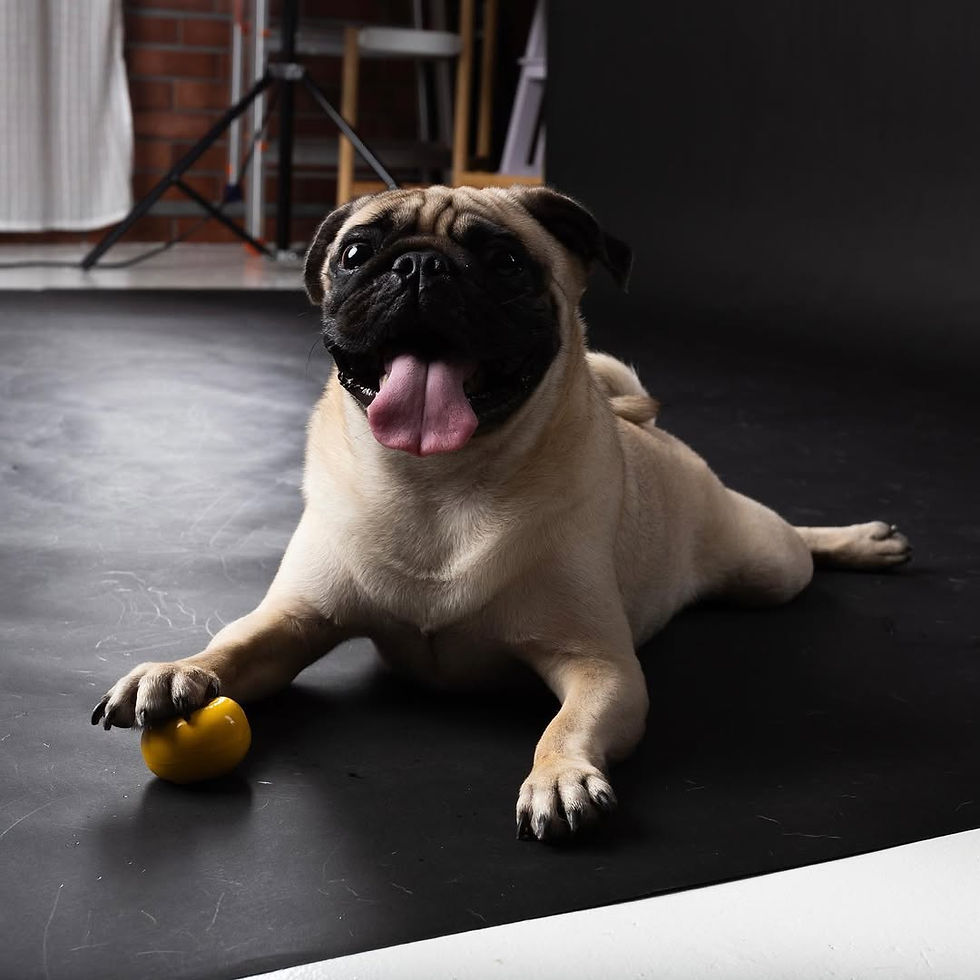 Professional pet pawtography session set up with fun props and flattering lighting.
