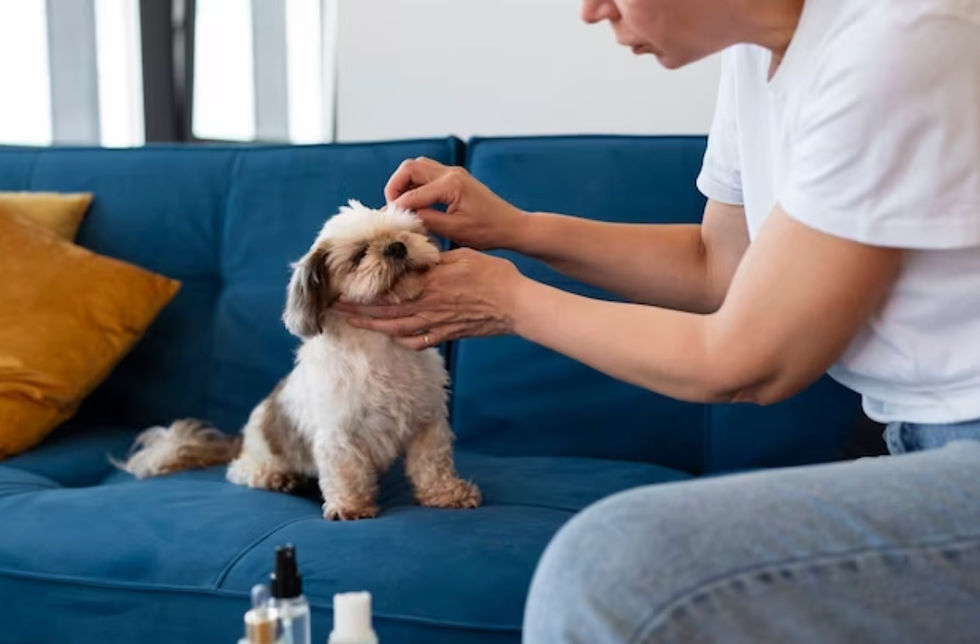 Dog on a sofa having ear check. Source: Freepik
