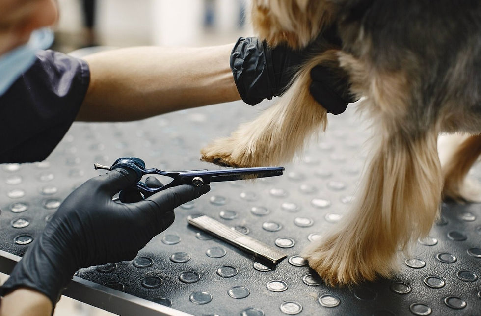 Cutting nails in pet.
