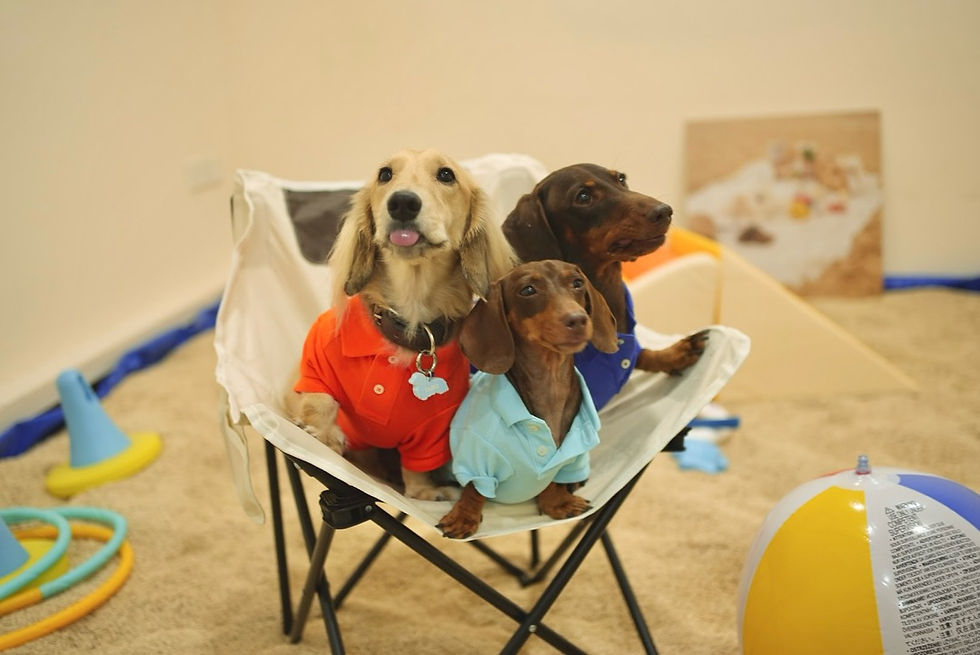 Us three in our _brand_kanine Ralph Lauren ( _ralphlauren ) Polo Tee, beach theme family p