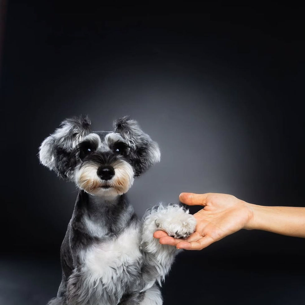 Professional pet pawtography session set up with fun props and flattering lighting.