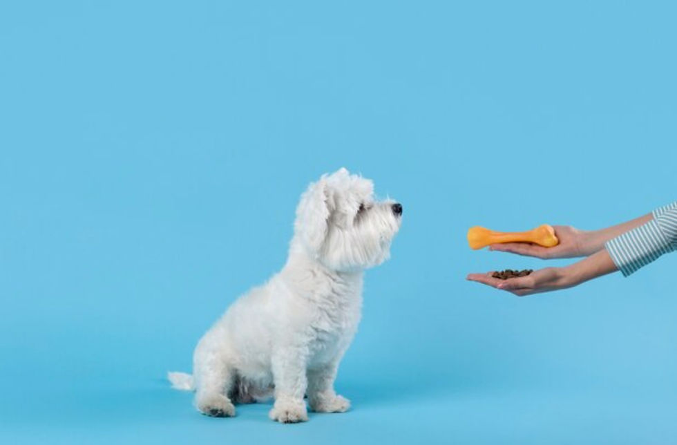Giving food to pet. Source: Freepik