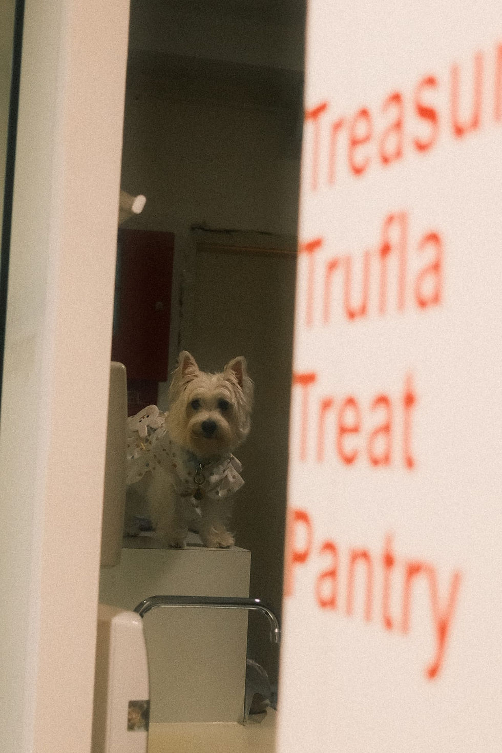 healthy, locally sourced, single-ingredient dog treats