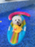 Woof woof! 🐶 This is NOT a drill! The Dog Country Club is here! Indoor beach Check! G