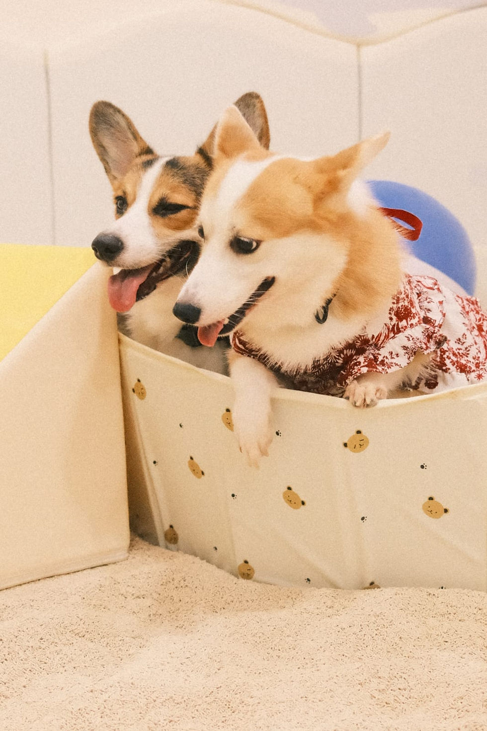 Air-conditioned indoor beach area where dogs can play and roll without getting wet sand.