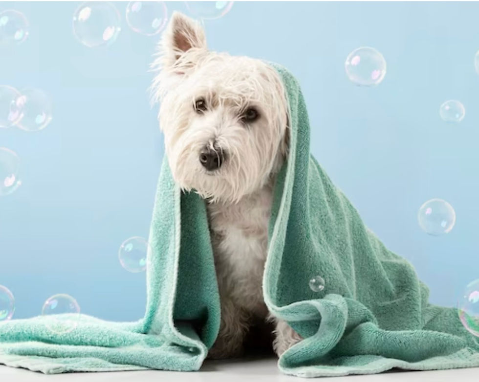 Dog bubble bath.