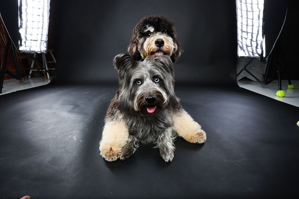 Professional pet pawtography session set up with fun props and flattering lighting.