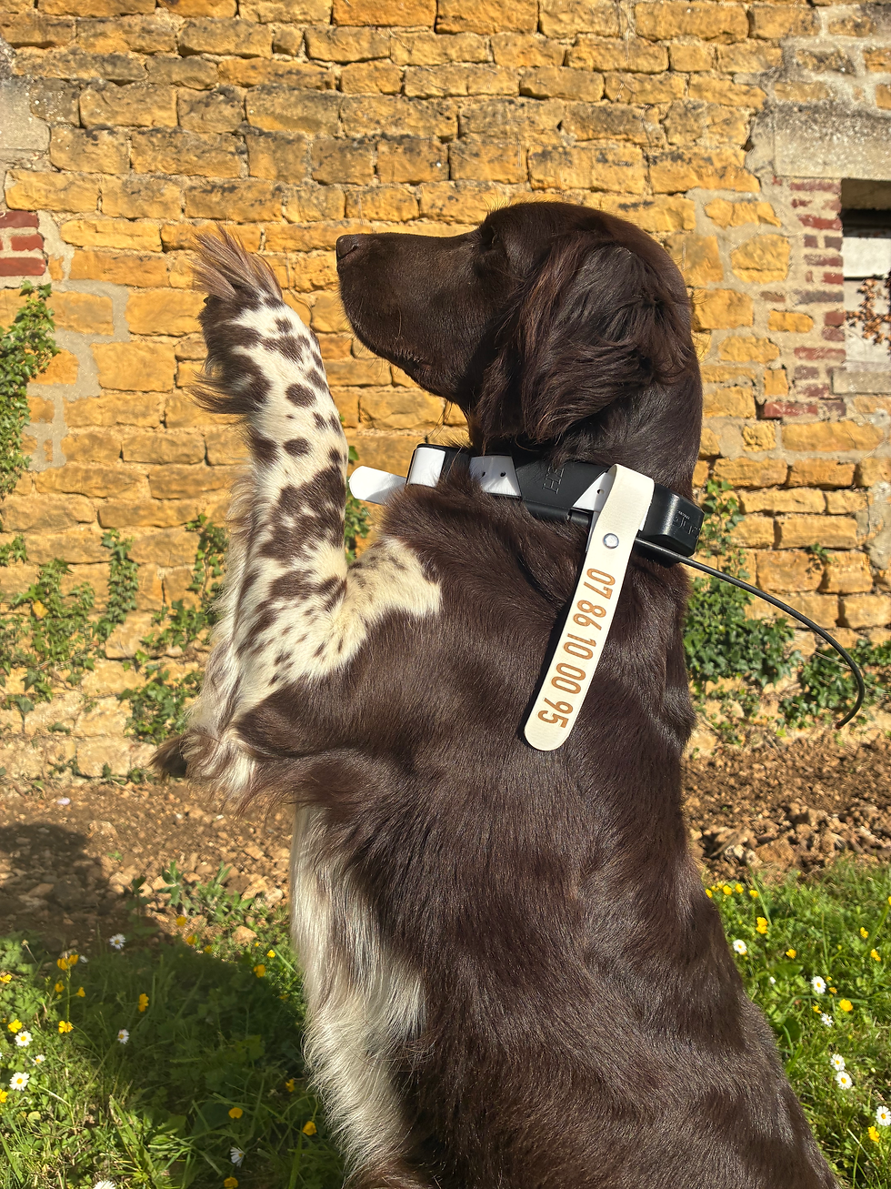 Miniature : Drapeau de collier