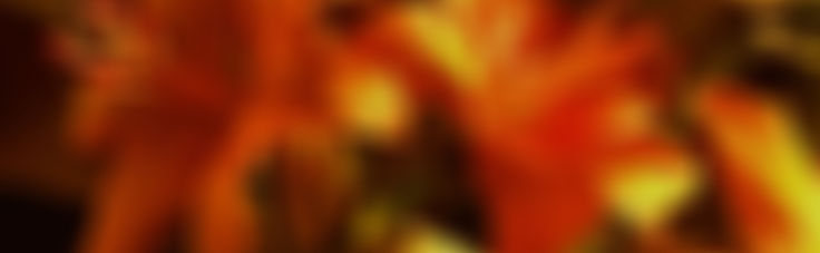 Lirios 🧡_edited.jpg