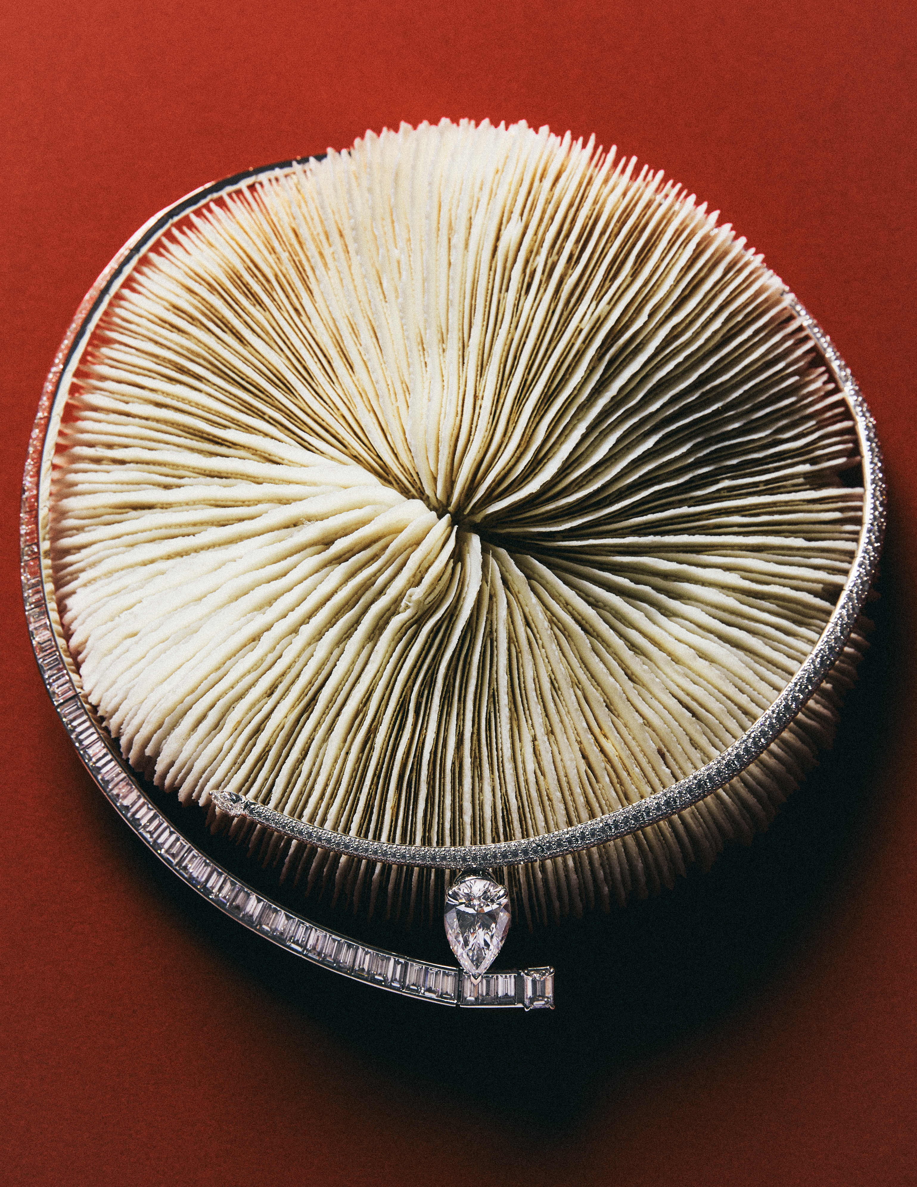 Bucherer High Jewelry photographed by Arrow Radisch