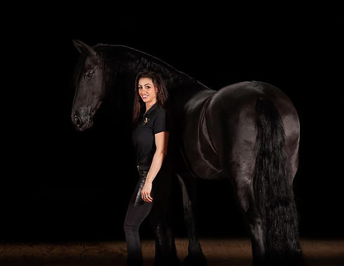 Friesian Horse Training