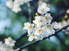 Take Care How You Hear