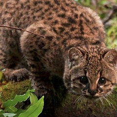 conaf-lamenta-muerte-de-felino-nativo-en