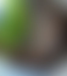 ALL HAIL THE MIGHTY CHIA SEED