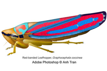 Anh Tran様 Anh N. Tran, PhD, MPH | Duke Duke Department of Family