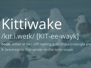 Kitiwake [pronounced: KIT-ee-wayk]