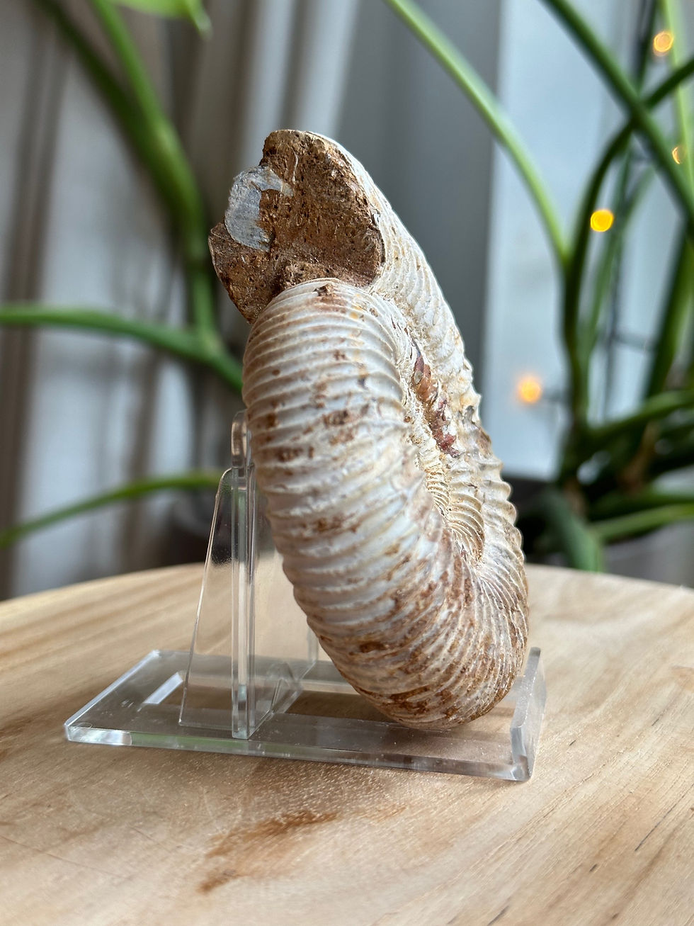 Thumbnail: Ammonite Fossil | medium