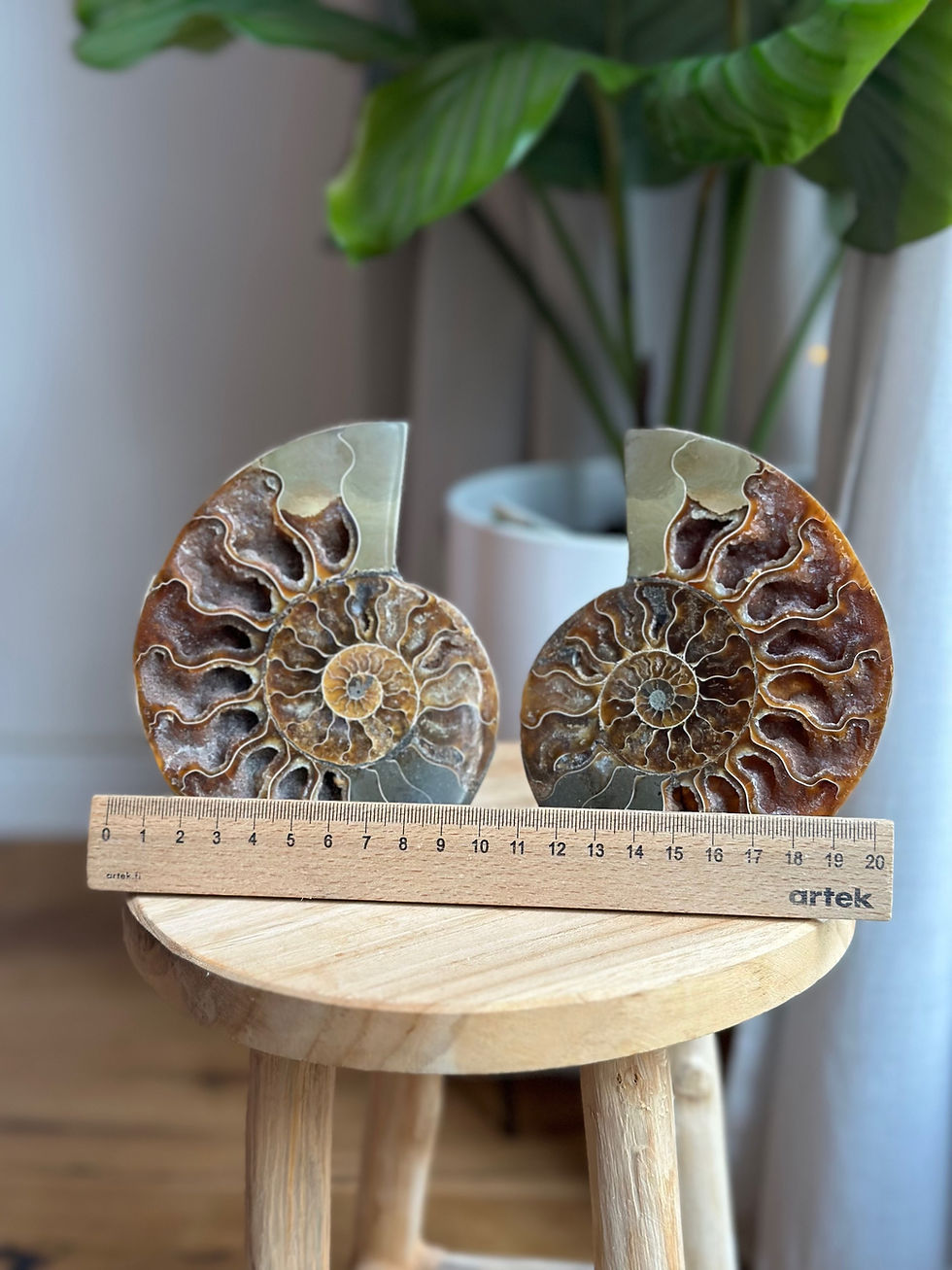 Thumbnail: Ammonite | pair 3