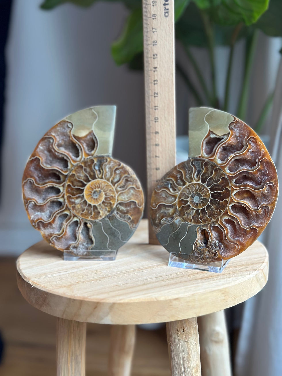 Thumbnail: Ammonite | pair 3