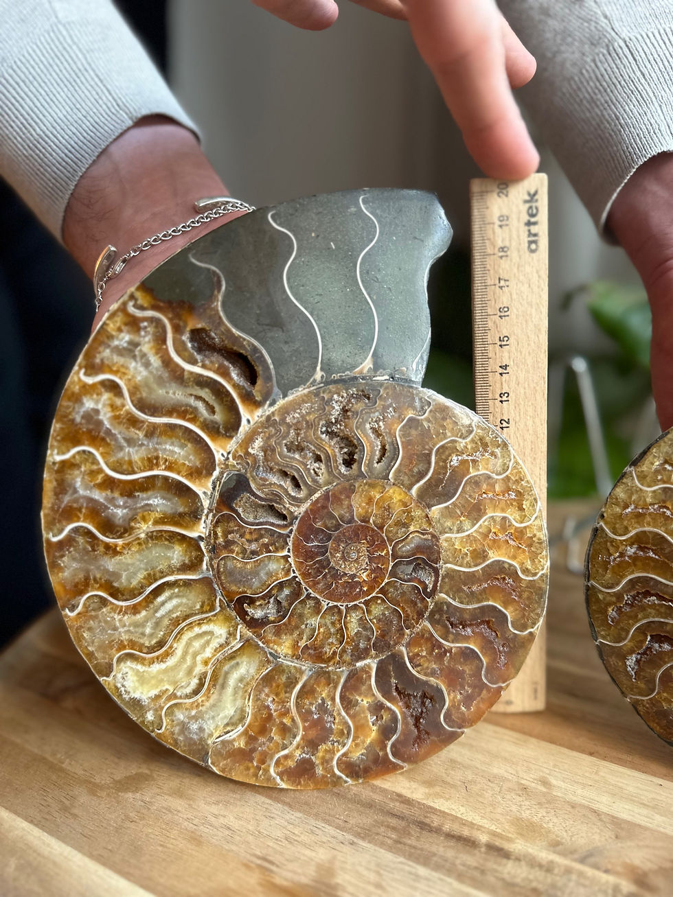Thumbnail: Ammonite | pair 4 | xl
