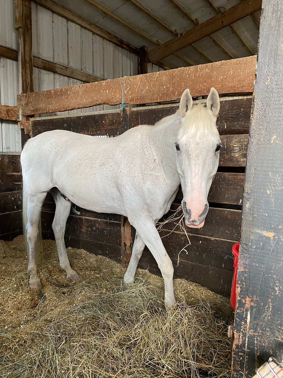 Alex aka Legendary Grey