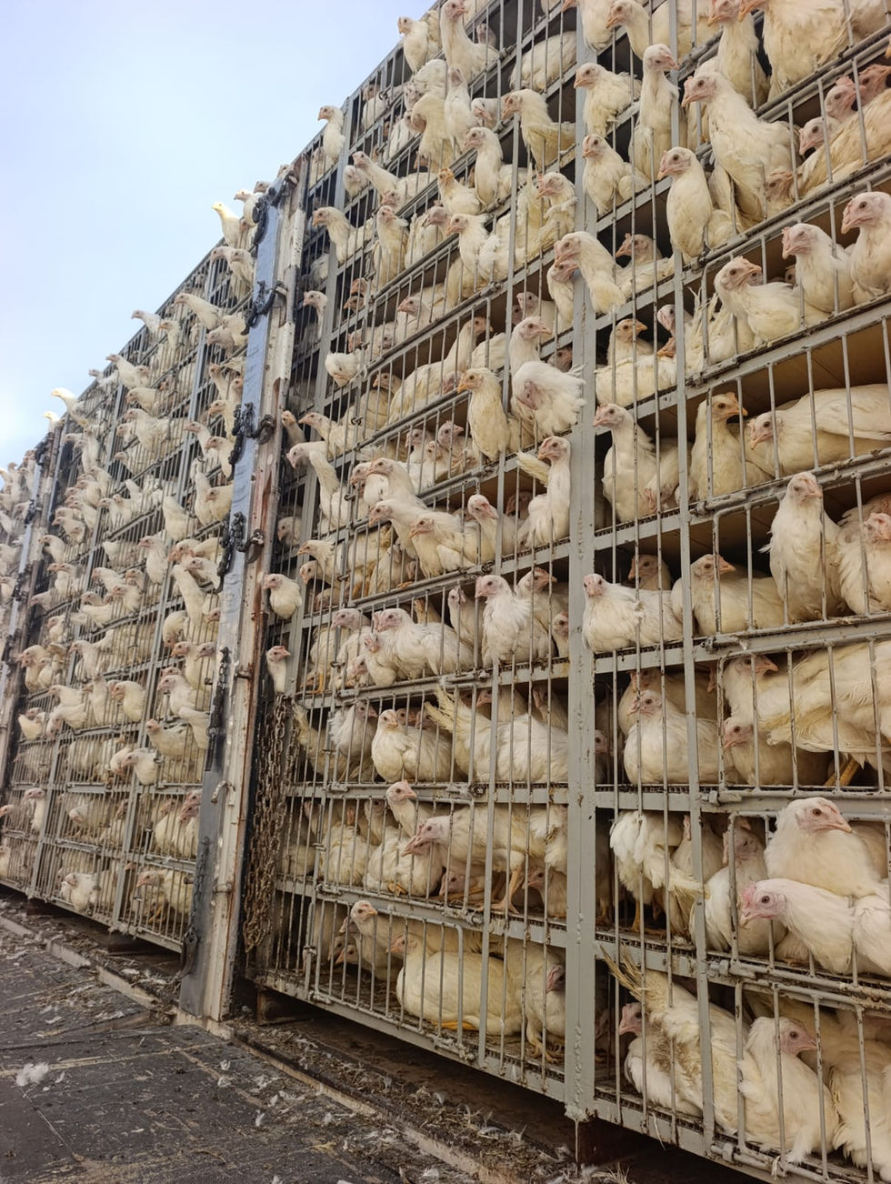 81 İle Yarka Sevkiyatlarımız