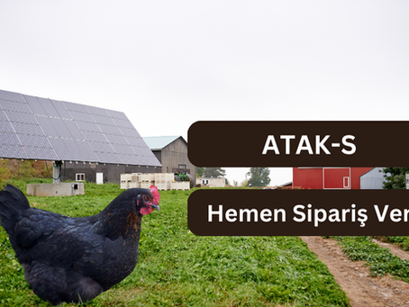 Atak-S Tavuğu ile Yumurta Verimini Artırmanın 5 Yolu