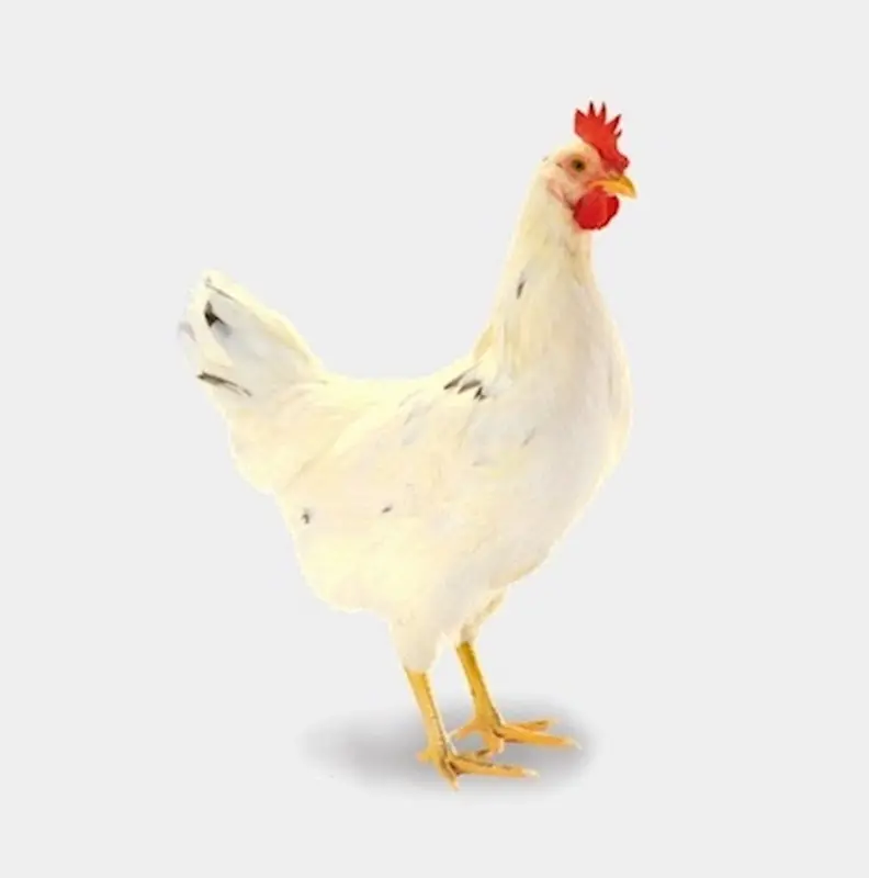 Lohmann Sandy: Yüksek Yumurta Verimiyle Tanınan Tavuk Irkı