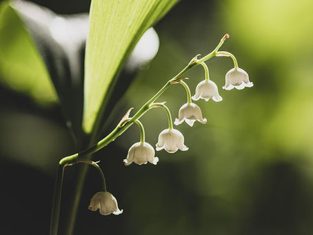 Mother Mary's Master Course