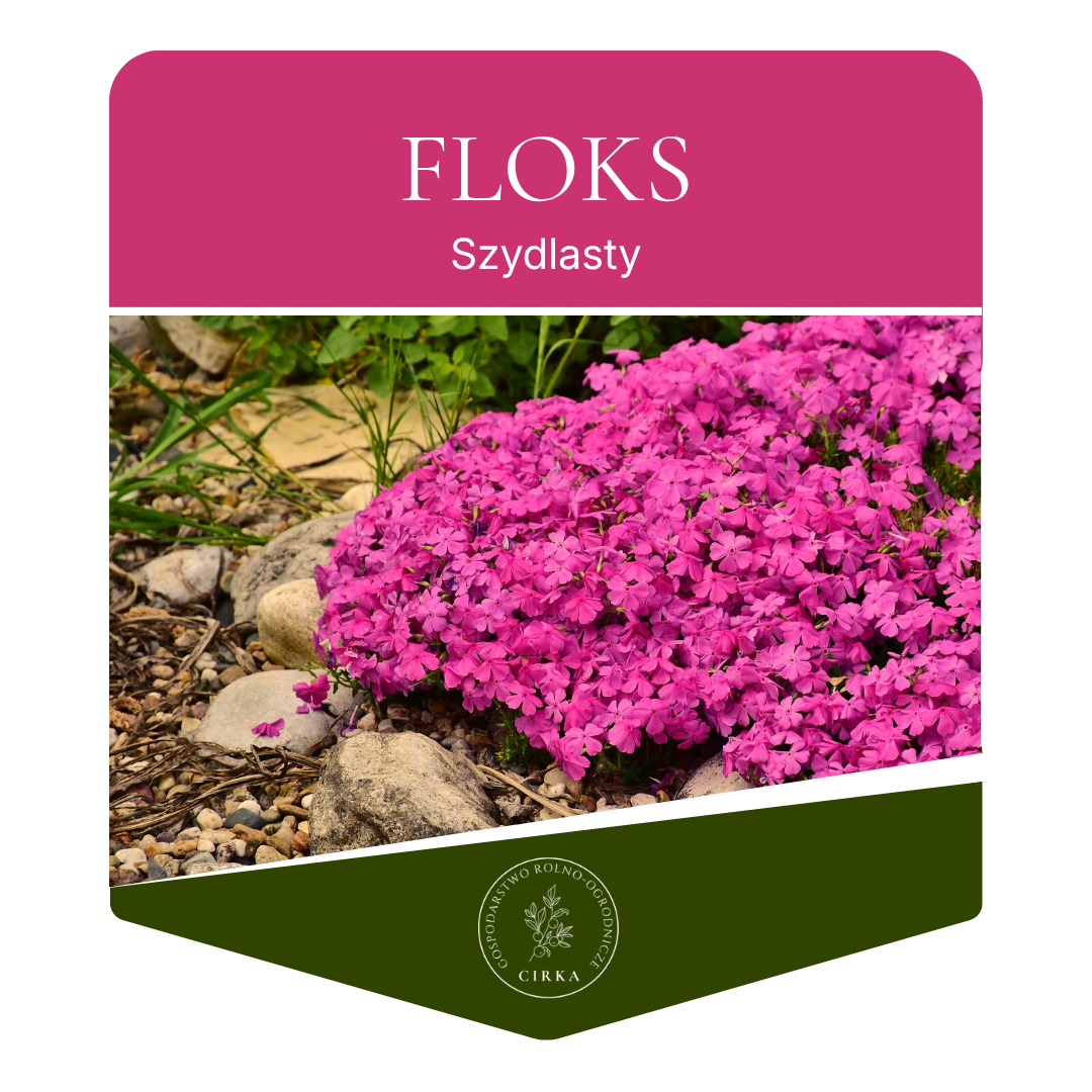 Floks szydlasty