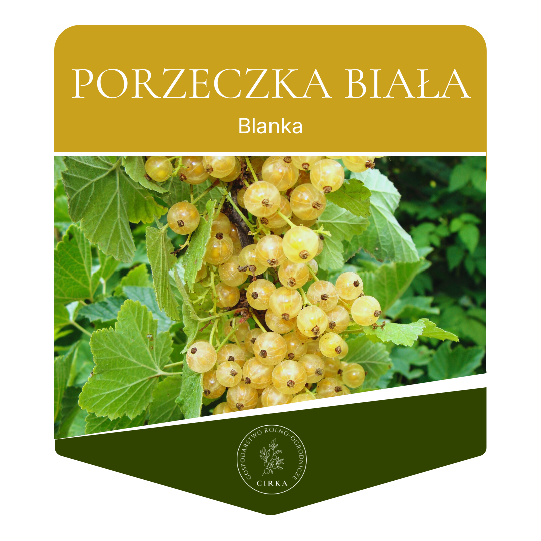 Porzeczka biała ’Blanca’