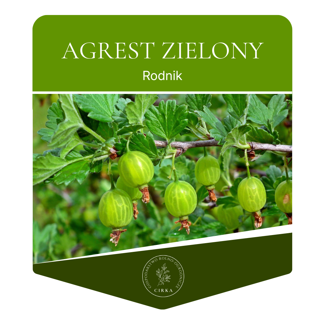 Agrest zielony ’Rodnik’