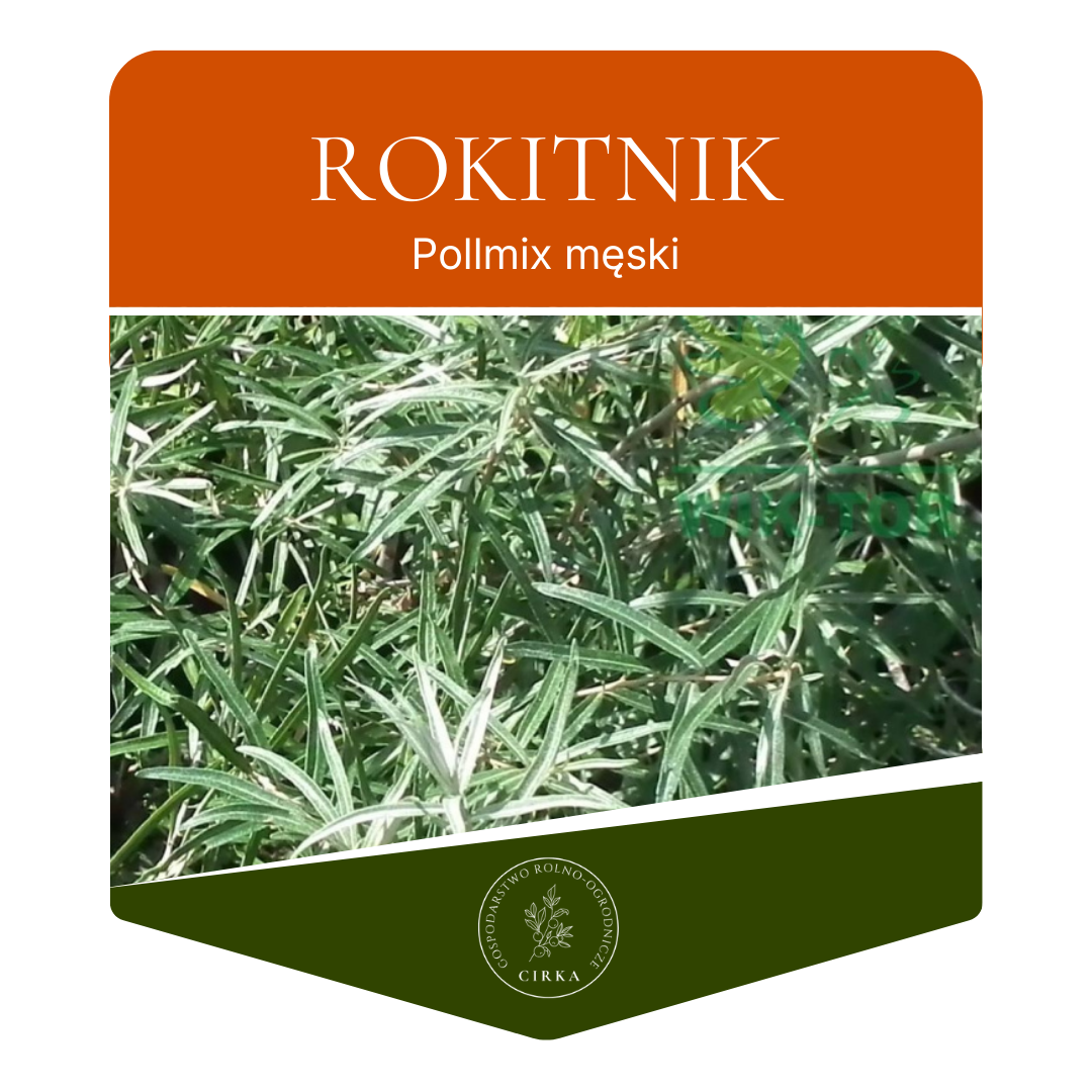Rokitnik ‘Pollmix’ (zapylacz)