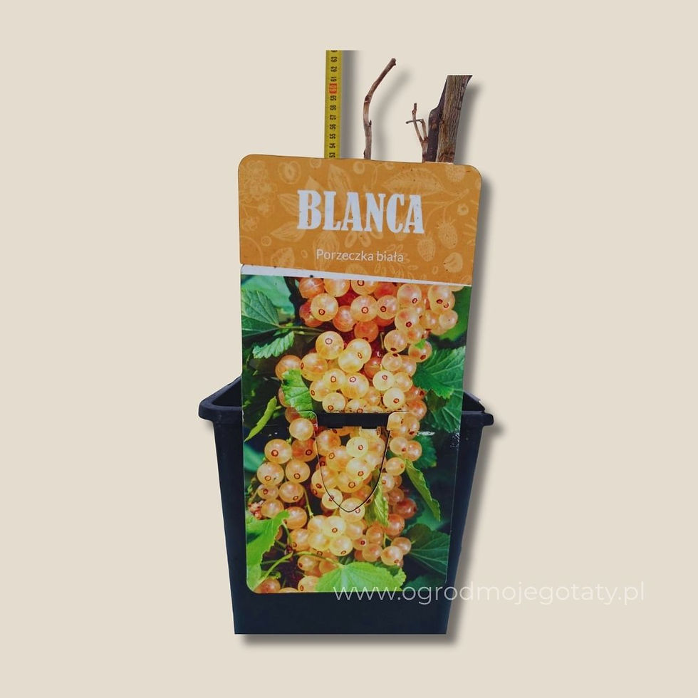 Miniatura: Porzeczka biała ’Blanca’