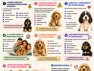 🐶 Venta de Cachorros Cocker Spaniel en México: Precios, Cuidados y Cómo Elegir uno Correctamente