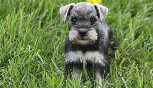 Miniatura: Schnauzer Miniatura Black Silver