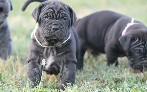 Thumbnail: Cachorros Mastín Napolitano Originales | Ropa, Regalos y Entrega Nacional Inclui