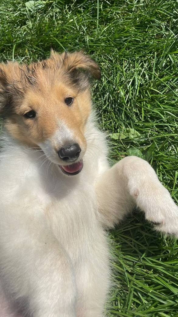 Miniatura: Rough Collie