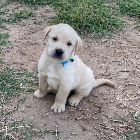 Miniatura: Labrador Blanco