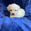 Miniatura: Un Cachorro de Bichon frise color blanco miniatura 2 meses y medio