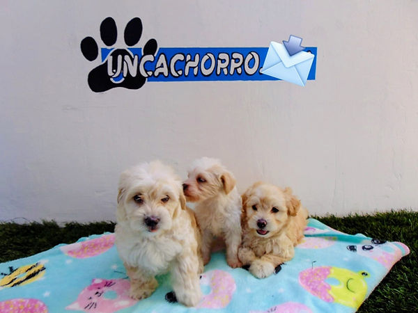 uncachorro shop venta de cachorros y perros  (8).jpeg