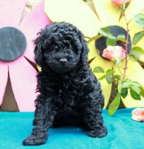 Miniatura: French Poodle Miniatura Negro en Venta | Elegancia, Inteligencia y Amor + Envío
