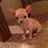 Miniatura: Chihuahua cabeza de manzana