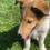 Miniatura: Rough Collie en Venta | Elegante, Fiel y Súper Familiar | Envío Gratis + Garantí