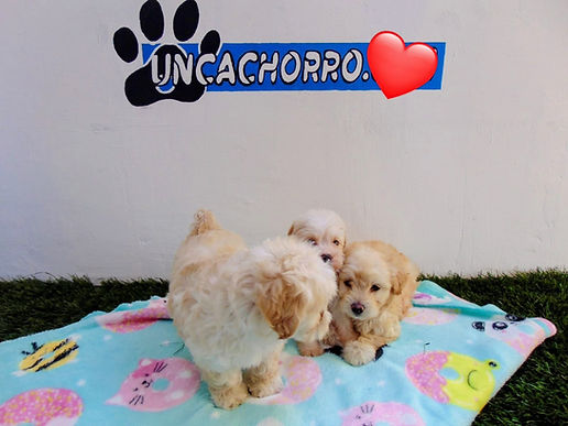 uncachorro shop venta de cachorros y perros  (9).jpeg