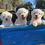 Miniatura: Un Cachorro de Bichon frise color blanco miniatura 2 meses y medio