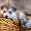Miniatura: Malamute de Alaska en venta | Fuerte, Cariñoso y Muy Leal | Envío Gratis