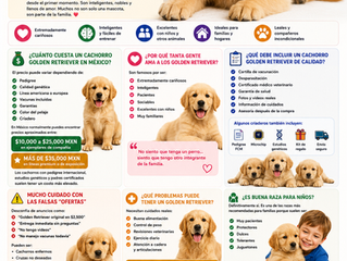 Venta de Cachorros Golden Retriever en México: La Raza Que Conquista Familias Enteras 🐶💛